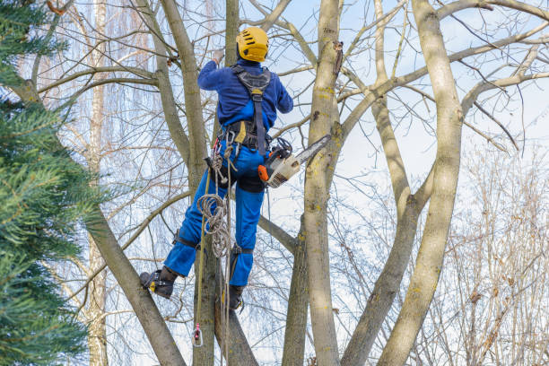 Reliable Bull Shoals, AR Tree Care Services Solutions